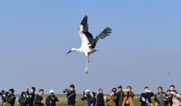 侯鸟在线观看,探寻自然奇观之旅